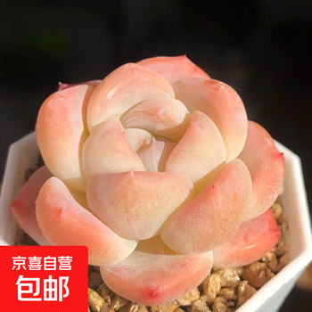 熊童子多肉植物排行- 京东