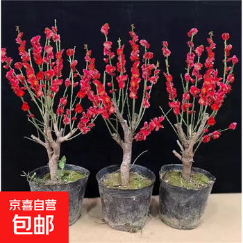 紅梅 盆栽　赤花 红梅盆栽价格报价行情- 京东