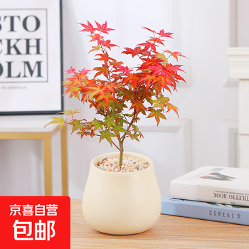 红枫小盆景品牌及商品- 京东