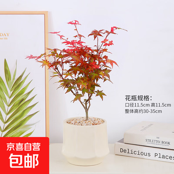红枫小盆景品牌及商品- 京东