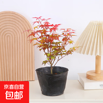 红枫小盆景品牌及商品- 京东