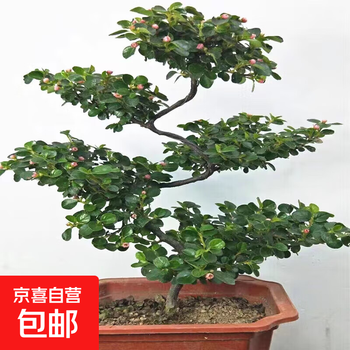 绿梅盆景价格报价行情- 京东
