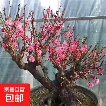 红梅盆栽价格报价行情- 京东