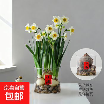绿水仙价格报价行情- 京东