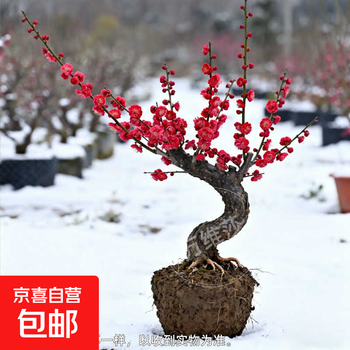 红梅盆栽价格报价行情- 京东