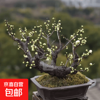 绿梅价格报价行情- 京东