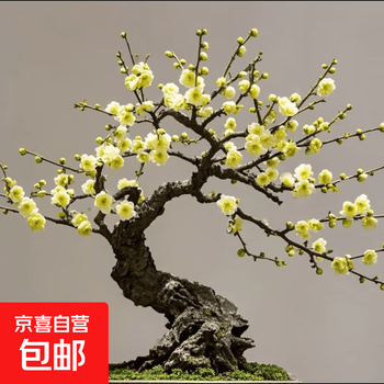 绿梅价格报价行情- 京东