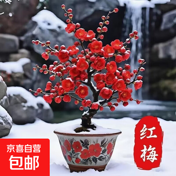红梅盆栽价格报价行情- 京东