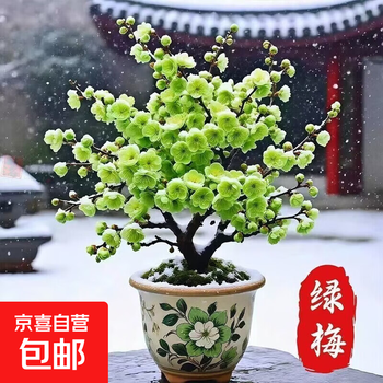 绿梅价格报价行情- 京东