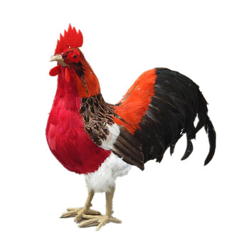 仿真公鸡模型羽毛家禽动物玩具家居摆件工艺品礼物镇宅道具鸡 大号
