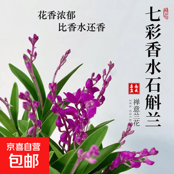 七彩兰花价格报价行情- 京东