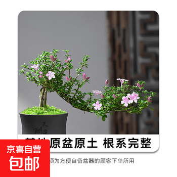 悬崖盆景品牌及商品- 京东