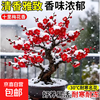 绿梅盆景价格报价行情- 京东