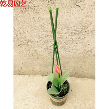 落红乾易园艺番茄盆栽固定藤蔓爬藤架花盆支架架花支柱 三角支柱花棚长0 75米直径7mm 图片价格品牌报价 京东