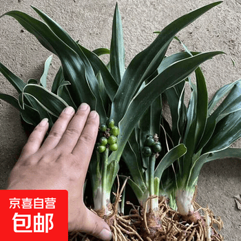 薄雪万年青价格报价行情- 京东