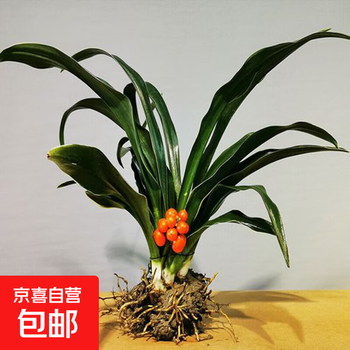 薄雪万年青价格报价行情- 京东