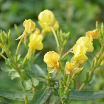 幽情谷 夜來香種子夜香花,香味花卉家庭院觀賞花園花卉盆栽種子種植