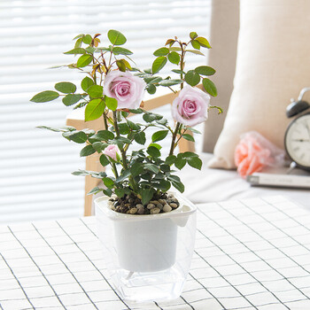粉色月季 阳台卧室书房客厅庭院办公桌蔷薇花绿植花卉盆栽盆景 粉色