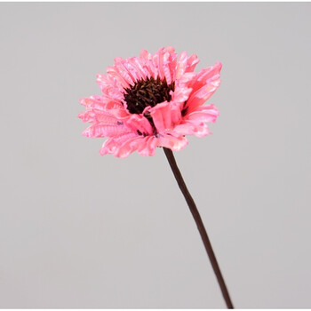 手工植物干花天然插花摆件家居装饰 太阳花芝麻花真花拍摄道具 粉红色