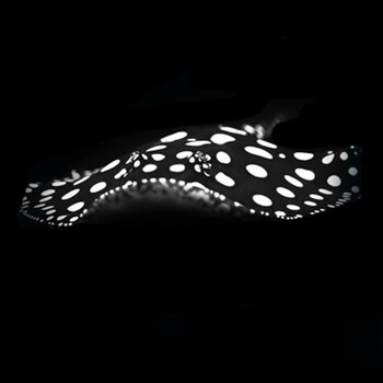 魟鱼活体 皇冠黑白虹鱼 大圆点白点爆点龙鱼配鱼观赏鱼 皇冠黑白 13