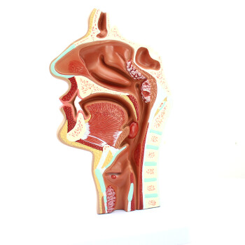 Enovo颐诺人体鼻腔咽喉解剖模型鼻咽腔病理模型耳鼻喉科医学模型鼻炎鼻腔病理模型耳鼻喉五官 图片价格品牌报价 京东