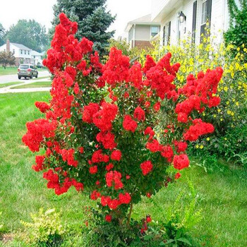 【紫微树苗】紫微树苗哪款好?看实拍,买好货!- 京东优评