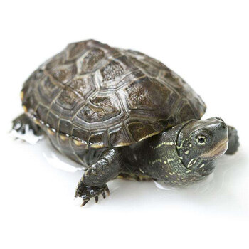 易萌中华草龟小乌龟活体外塘草龟长寿龟宠物水龟金线龟活物龟68cm一只