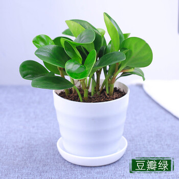 红掌粉掌土培植物办公室盆栽豆瓣绿金钱树室内盆栽栀子花龟背竹绿植