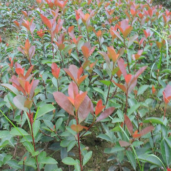 哆啦园艺绿化苗木庭院植物冬青苗万年青绿篱冬青工程用苗围墙苗棕榈牡丹睡莲竹子香椿紫藤美人蕉红叶石楠苗 图片价格品牌报价 京东