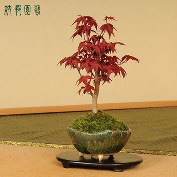 楓　盆栽　小品盆栽 红枫小盆景品牌及商品- 京东