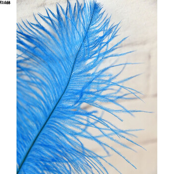 羽毛装饰摆放孔雀毛孔雀边翎鸵鸟毛婚庆办公套装花束 鸵鸟毛蓝色一支