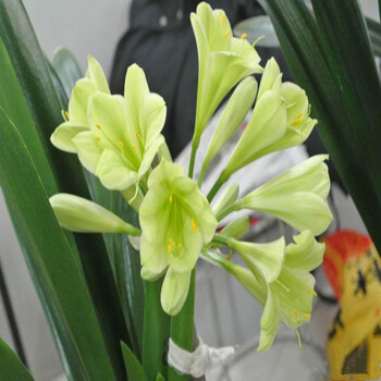 雅卉 盆栽花卉君子兰盆栽 君子兰苗 花叶 圆头 雀兰 君子兰花苗 包