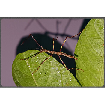 维恩克 宠物昆虫 大佛竹节虫(卵) 巨型竹节虫 40 cm 另类宠物 幼虫