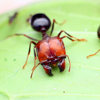 diversus 宠物蚂蚁活体 蚁后群 蚂蚁工坊 生日礼物 1后 500工
