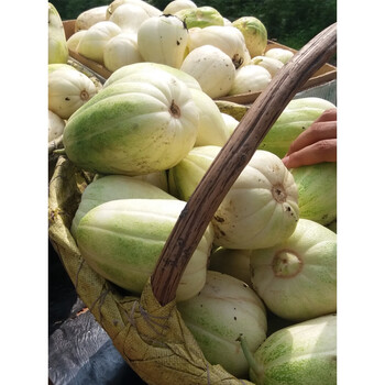 4斤 东北香瓜黑龙江佳木斯本地应季新鲜水果时令甜香瓜子