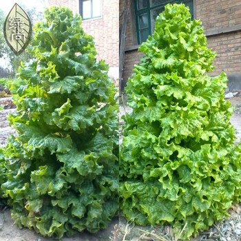 10粒 西红柿 农科院盆栽酸甜蔬果蔬菜种子 树番茄种子 生菜树10粒装