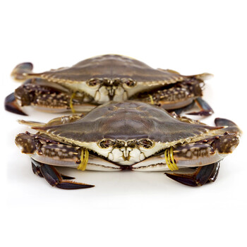 吕四 梭子蟹鲜活 4-9两/个 3斤 东海梭子蟹大螃蟹 海鲜水产