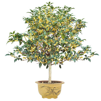 桂花树盆栽四季桂花树盆景室内庭院阳台耐寒四季绿植花卉盆栽沉香桂2年苗 图片价格品牌报价 京东