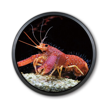 创意小龙虾装饰画餐馆饭店壁画大排档烧烤摊挂画螃蟹大闸蟹圆形画 x