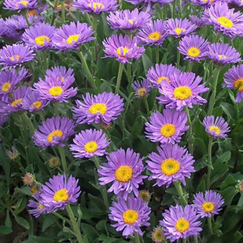 花种子四季种易活开花不断室内庭院盆栽植物室外秋季花卉种子花籽高山紫苑30粒 图片价格品牌报价 京东