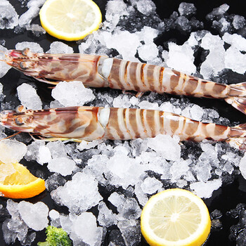 徐妈妈热气海鲜 象山 东海新鲜竹节虾 斑节虾 新鲜大虾 一斤 500g