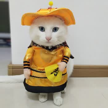 衣服抖音宠物个性搞怪直立变身装猫咪泰迪中小型犬两脚衣抖音 皇帝 l