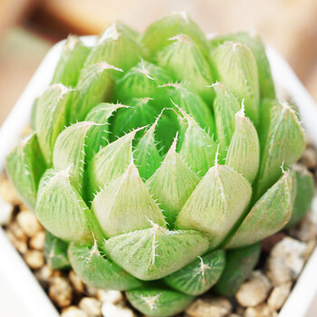 多肉花卉 三角琉璃殿 三角琉璃莲玉露十二卷多肉植物组合盆栽