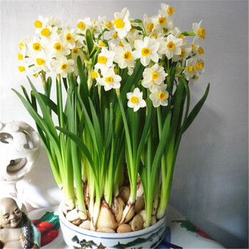 云杨园艺桌面巴西木碗莲风信子水仙花种球西洋球根水仙花种子水培花卉植物多头洋水仙花大种球种球3个 塑料花盆 图片价格品牌报价 京东