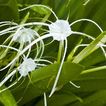 彼岸花种子 多色彼岸花种球 石蒜种球 曼珠沙华种子 曼陀罗华种球
