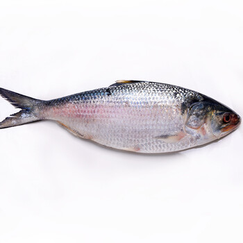 飞鱼穿梭 长江三鲜鲥鱼 冰鲜惜鳞鱼 海鲜水产 非冷冻新鲜淡水鱼 顺丰