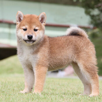 日本柴犬幼犬活体小型犬纯种柴犬狗狗宠物狗豆柴赤色母 图片价格品牌报价 京东