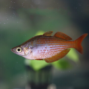 石美人鱼包活体电光 热带观赏红苹果球格子美人刚果美人 格子美人6cm2