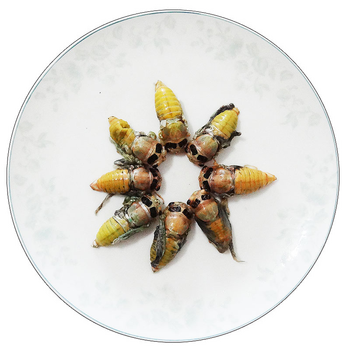 白知了猴 白蝉 新鲜 银蝉蛹嫩蝉 kc 发顺丰 200只