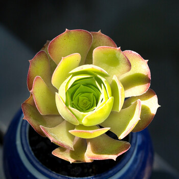 柠檬法师韶羞多肉植物新手好养室内四季小盆栽绿植 柠檬法师韶羞